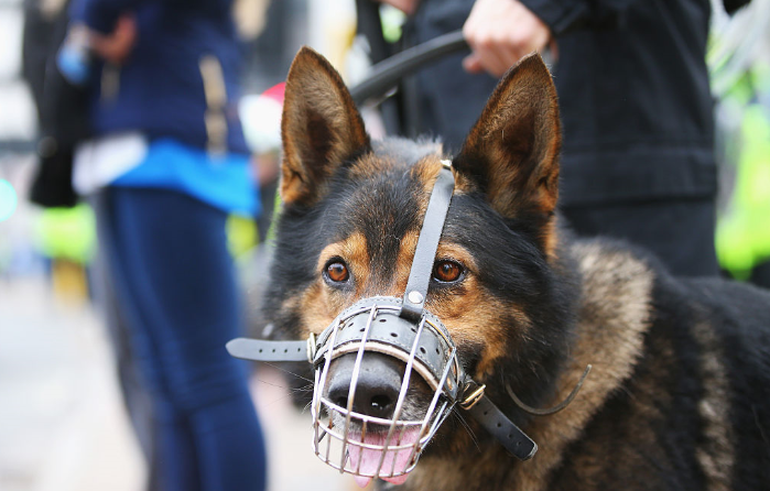 警察犬に噛まれる プレー続行 試合後 狂犬病ワクチン接種へ