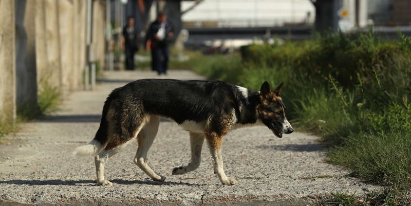 W杯準備のロシア また野良犬と猫を大量処分か