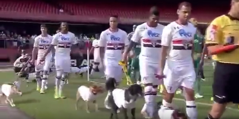 サッカー界は犬ブーム 名門サンパウロが可愛いワンコを連れて入場