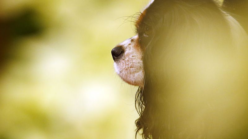 サッカーを見るイケメン犬 偶然のキメ顔 が超かわいい