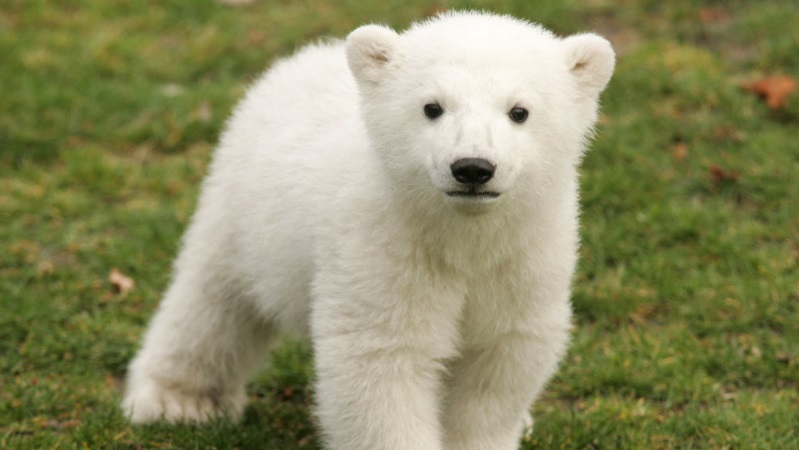 かわいい北極グマの赤ちゃん 名前がなんとサッカーチームになる