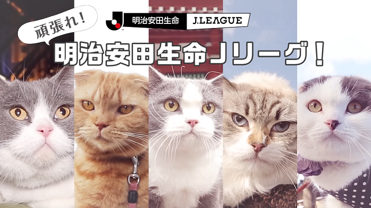 Jリーグ 猫 明治安田生命の 応援cm がかわいい