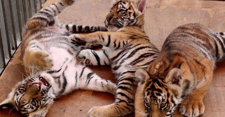 本田もなれるか メキシコの動物園 虎の赤ちゃんにあの選手の名前