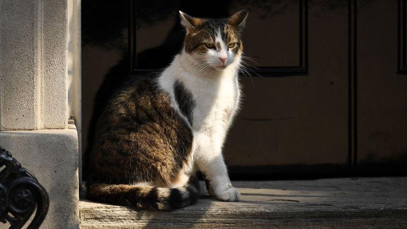 猫が歌うチャンピオンズリーグ ニャンセム がすごくかわいいので