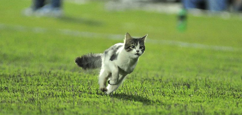 奇跡起きた ドラえもんの前で 猫 が決勝ゴール